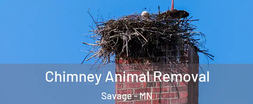  Chimney Animal Removal Savage - MN