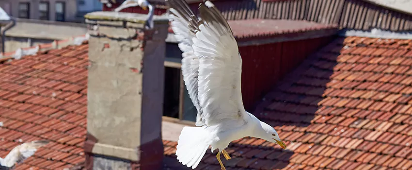 Residential Chimney Animal Removal Solution in Savage, MN