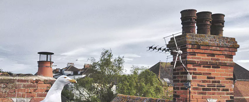 Chimney Cleaning And Restoration in Savage, Minnesota